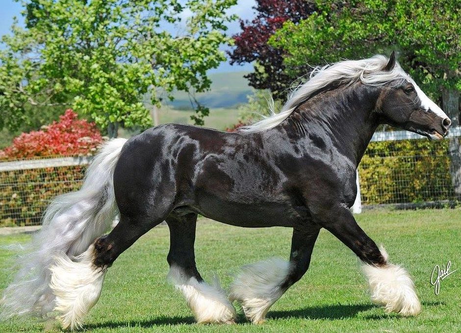 Silver Dapple Gypsy Cob Stallion